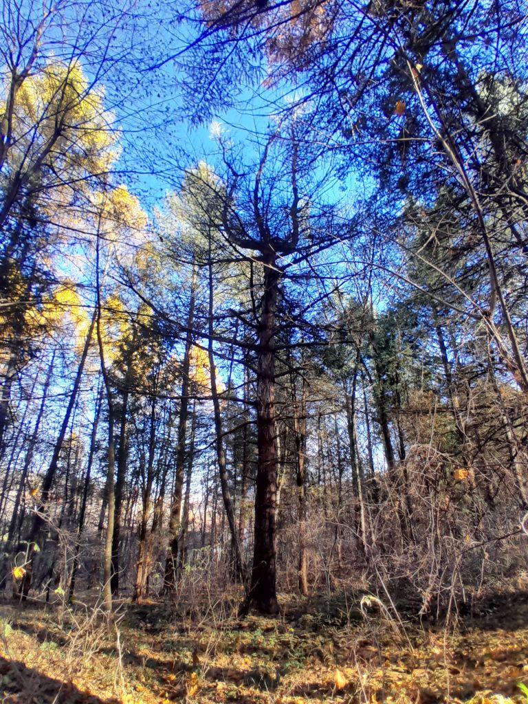 4 Berezanskij dendropark 3