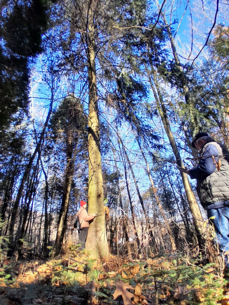 4 Berezanskij dendropark 4